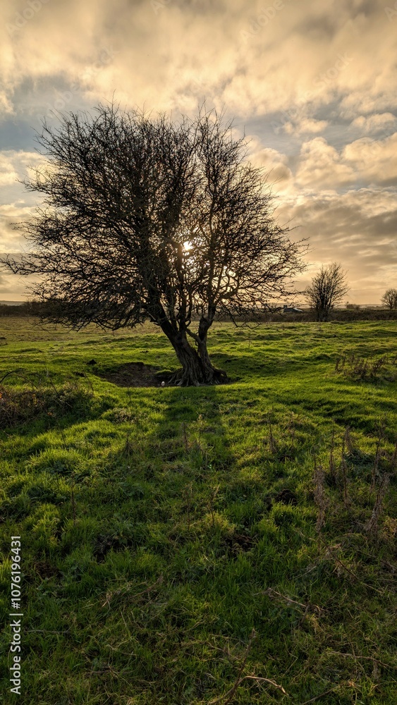 Beautiful landscape scenery with lonely tree in green field at sunset, nature background at Galway, Ireland