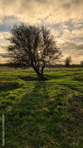 Obraz na płótnie Beautiful landscape scenery with lonely tree in green field at sunset, nature background at Galway, Ireland w salonie