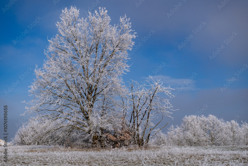 Petits arbres enneigés sous un soleil d'hiver Petits arbres enneigés sous un soleil d'hiver