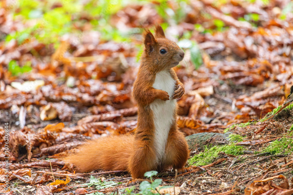 Close up view of a red squirrel captured at the Lazienki park, Warsaw, Poland. Close up view of a red squirrel captured at the Lazienki park, Warsaw, Poland.