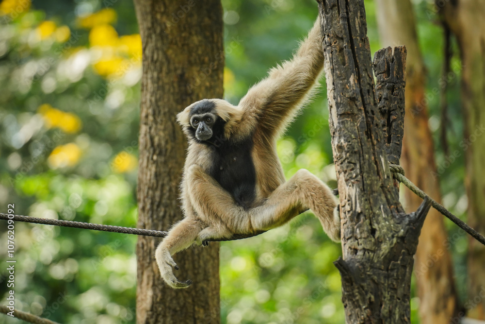 Obraz premium pileated gibbon on tree