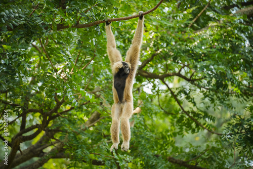 Fotografie pileated gibbon on tree
