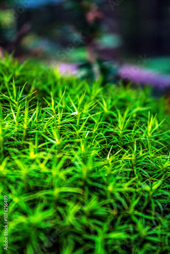 Macro - Forest - Europe, Romania, Suceava region