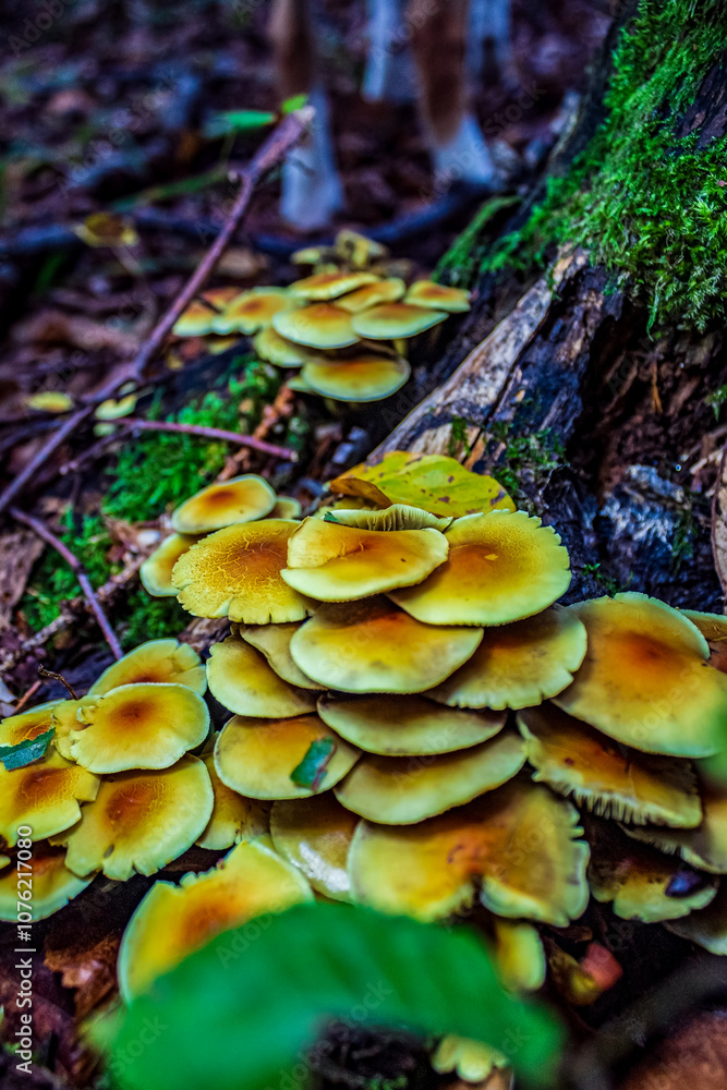 Macro - Forest - Europe, Romania, Suceava region Macro - Forest - Europe, Romania, Suceava region