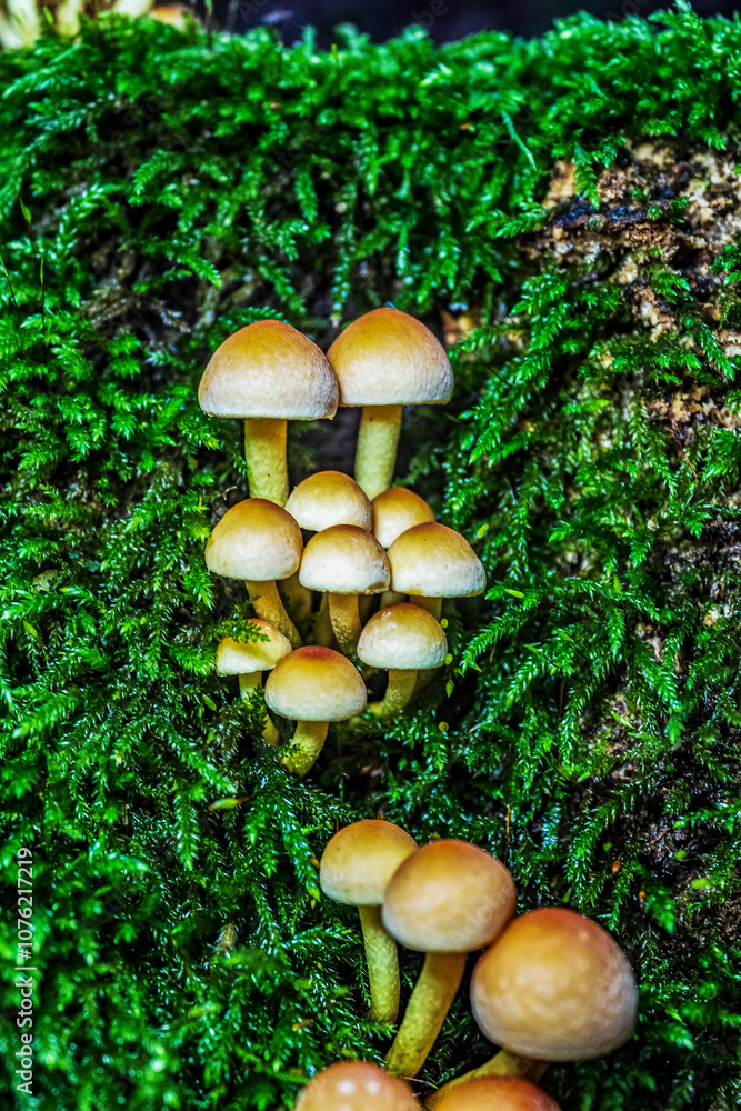 Macro - Forest - Europe, Romania, Suceava region Macro - Forest - Europe, Romania, Suceava region