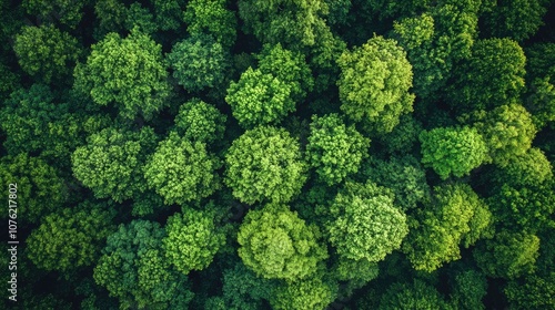 Aerial perspective capturing a lush tropical rainforest filled with vibrant green trees. The stunning green forest backdrop offers ample copy space for creative projects.