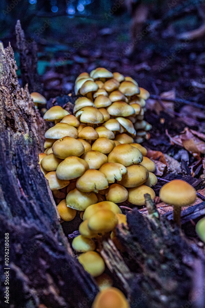 Macro - Forest - Europe, Romania, Suceava region Macro - Forest - Europe, Romania, Suceava region