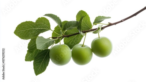 Wallpaper Mural Discover how green plums thrive on their branches surrounded by lush leaves for a vibrant harvest Torontodigital.ca