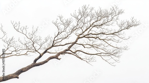 Wallpaper Mural Isolated bare tree branch captured in a late winter season, emphasizing the stark beauty of a bare tree branch against a minimalist background with ample copy space. Torontodigital.ca