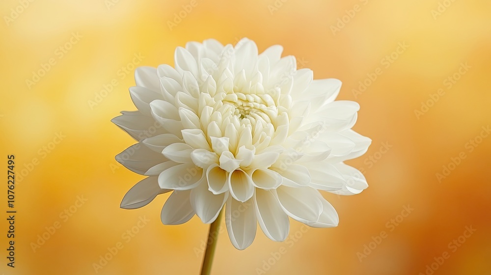 Fototapeta premium Delicate white pastel flower against a soft yellow background, creating a serene and tranquil composition. The white pastel flower stands out beautifully, ideal for creative projects.