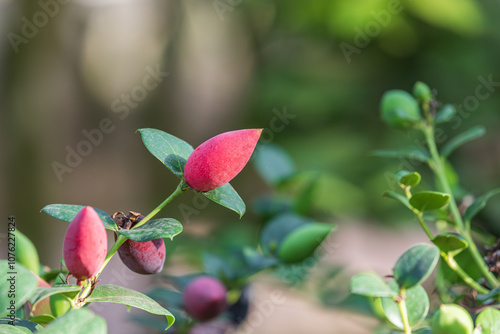 The red fruit of the Natal plum found in the botanical garden. Carissa macrocarpa, large num-num, Amathungulu, umThungulu oBomvu, noem-noem, Thungulu photo