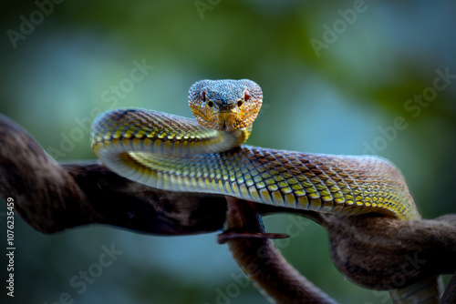 Manggrove Pit Viper snake closeup face, animal closeup photo