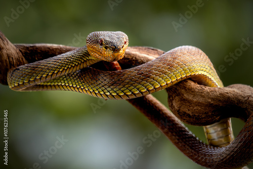 Manggrove Pit Viper snake closeup face, animal closeup photo