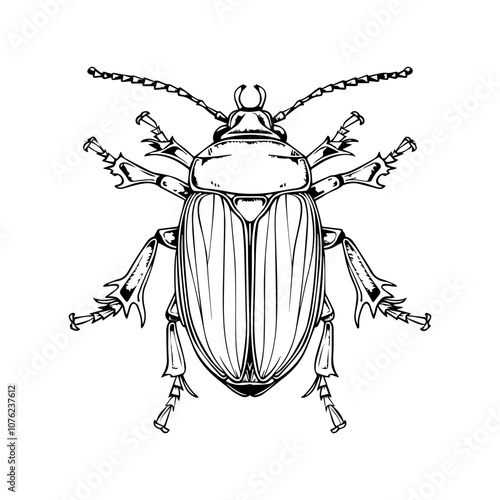 Beetle Silhouette Set: Unique Vector Art for Graphic Design Projects