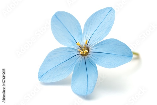 Blue Star Flower isolated on a white background, close up