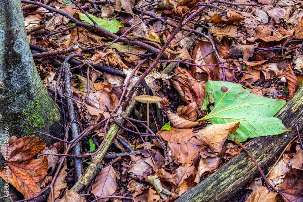 Macro - Forest - Europe, Romania, Suceava region Macro - Forest - Europe, Romania, Suceava region