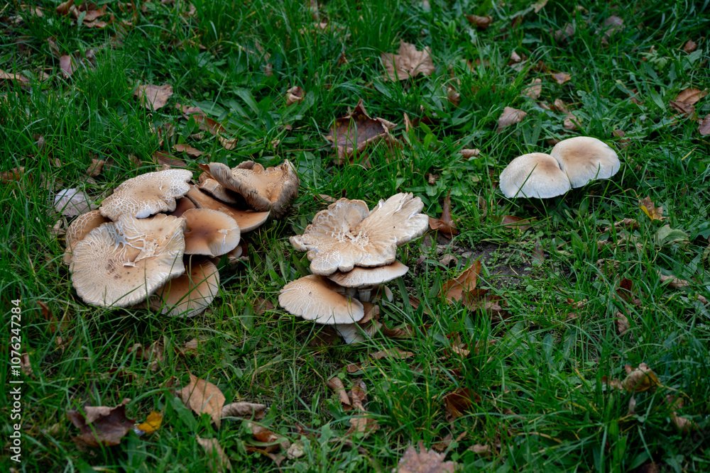 Clusters of wild mushrooms growing in a grassy field during autumn, representing foraging, nature exploration, and fall harvest themes