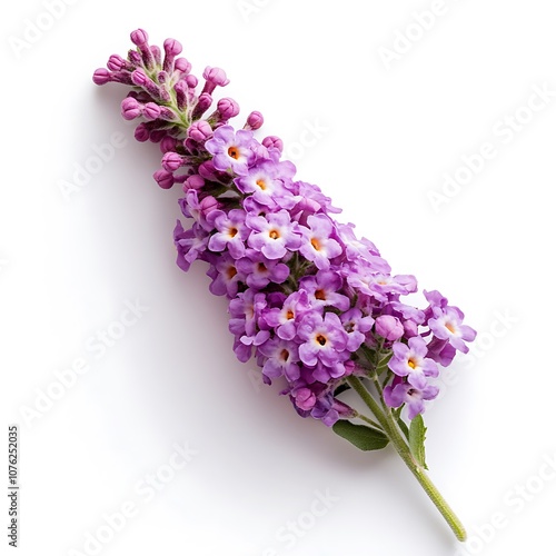 Buddleia davidii isolated on a white background, close up