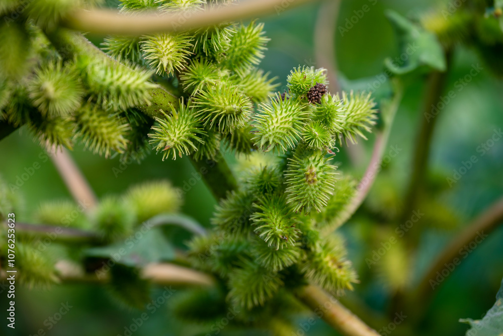 Xanthium strumarium (rough cocklebur, Noogoora burr, clotbur, common cocklebur, large cocklebur, woolgarie bur) herbs plants. Xanthium strumarium (rough cocklebur, Noogoora burr, clotbur, common cocklebur, large cocklebur, woolgarie bur) herbs plants.