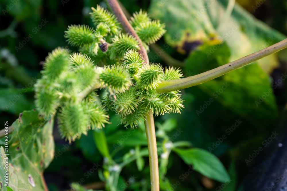 Xanthium strumarium (rough cocklebur, Noogoora burr, clotbur, common cocklebur, large cocklebur, woolgarie bur) herbs plants. Xanthium strumarium (rough cocklebur, Noogoora burr, clotbur, common cocklebur, large cocklebur, woolgarie bur) herbs plants.