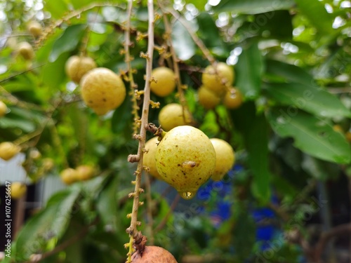 Close up of ripe longan fruit on the tree in the garden in Mekong Delta Vietnam. photo