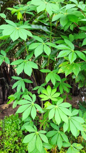 Green leaves in the garden at Mekong Delta Vietnam.