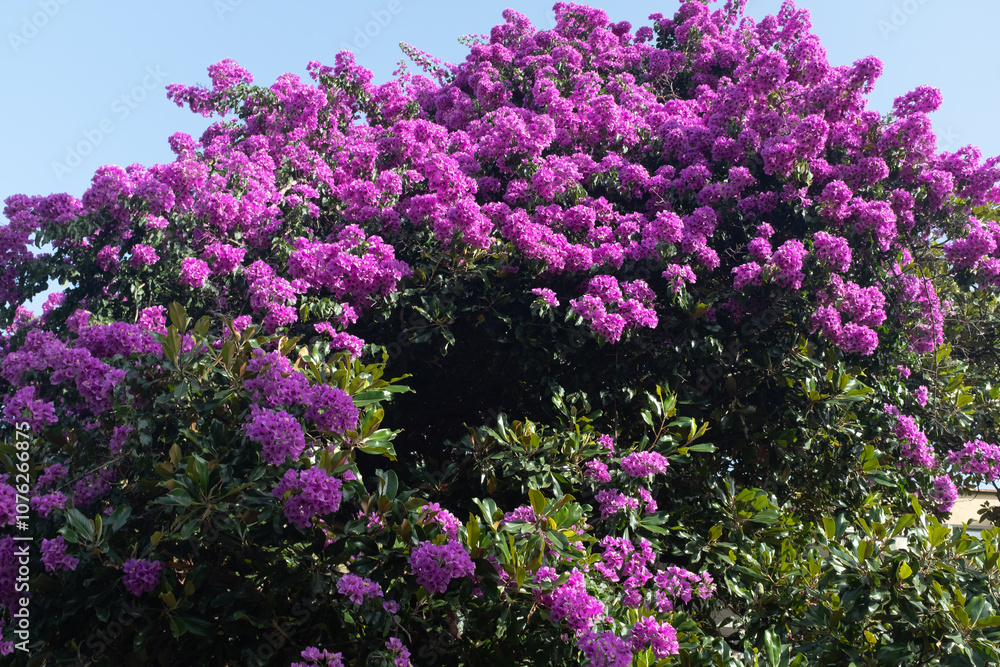 Vibrant Purple Bougainvillea Blossoms Against Blue Sky. The dense clusters of blossoms with the dark green leaves, capturing the beauty of tropical and Mediterranean flora. High quality photography Vibrant Purple Bougainvillea Blossoms Against Blue Sky. The dense clusters of blossoms with the dark green leaves, capturing the beauty of tropical and Mediterranean flora. High quality photography
