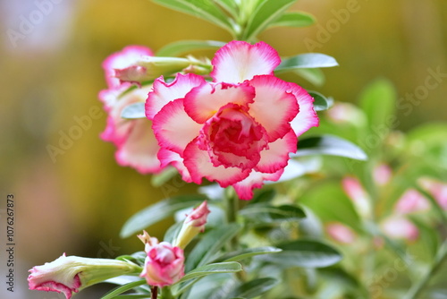 Desert rose flower