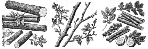 Wood twigs, forest collection, natural tree branches, stick, driftwoods forest pickups bundle, detailed and precise ink drawing. Rustic design, classic elements.