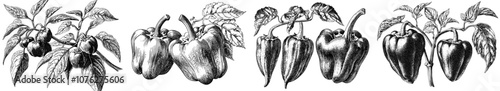Modern design of a pepper, full, half, and slices. An isolated pepper is drawn by hand.