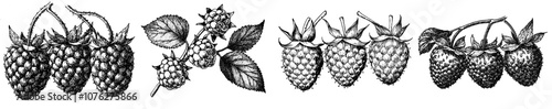 Illustration of a hand drawn raspberry isolated on a black background