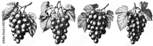 A grape branch with leaf hand-drawn engraving in vintage style is isolated on a white background for website and mobile app design