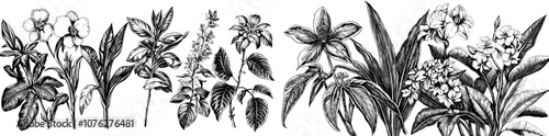 Collection of modern botany illustrations. Retro handdrawn illustrations.