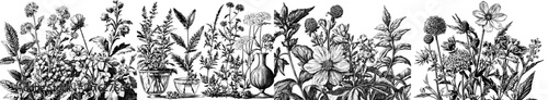 Flowers, plants, and wild herbs hand drawn with black contour lines on white background. Bundle of elegant botanical decorations. Hand drawn modern illustration.