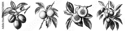 A modern drawing set of apricots, branches, and slices.
