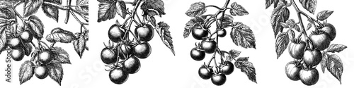 Vegetable seamless pattern with vintage hand depicted illustration of tomatoes on vine. Sketchy botanical texture.