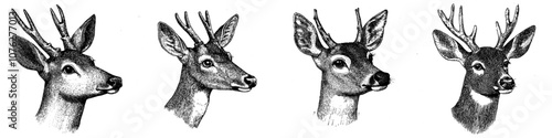 Modern engrave isolated deer illustration in black and white