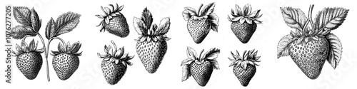 An isolated black sketch of a strawberry set with a cartoon sign symbol. A decoration element for an interior design. White background. Isolated. Modern illustration.