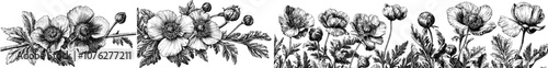 A modern poppy. A floral botanical flower isolated on a grey background. Wild spring leaf wildflower for backdrops, textures, wrapper patterns, frames or borders.