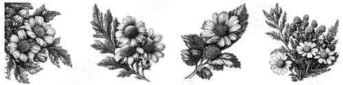 The chamomile flowers on the book cover are drawn by hand using vintage clip art