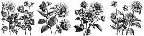 Wallpaper Mural Flower illustrations showing Daisy, Dahlias, Zinnia and Gerbera buds. Floral hand drawn botanical elements illustration. Torontodigital.ca