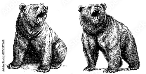 An engrave illustration of a bear isolated on a linear background
