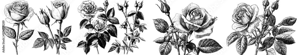 Fototapeta premium Roses with thorns and leaves. Black and white vintage etching set with modern botanical illustration. Illustration of rose petal, sketch of botany plant.