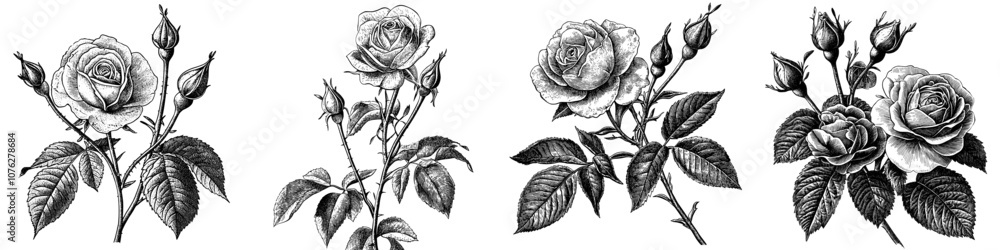 Obraz premium Sketch Floral Botany Collection. Black and white drawings of rose flowers. Blue and white backgrounds with line art. Hand drawn botanical illustrations.