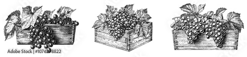 Clipart illustration of organic grapes in the basket isolated on white background.