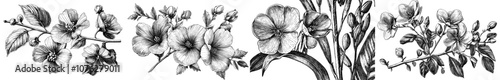 Illustrations depicting rapeseed, canola, or mustard blossoms. Bundle of crops and cultivated plants drawn with contour lines on white background.