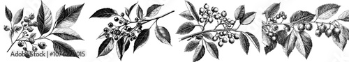 An autumn foliage hand drawn illustrations set of different trees dried leaves and berries isolated on a white background. The composition includes maple leaves, oak leaves, rowan leaves, and