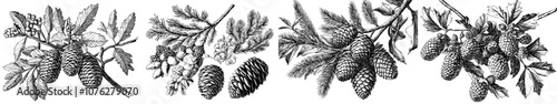 The branches and cones of a conifer tree are hand-drawn. Pine and spruce conifers illustrated in modern style
