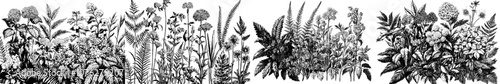 A modern set of hand drawn colored shepherd's purses, heather, fern, wild garlic, clover, globethistle, gentiana, astilbe, craspedia, lagurus, black caraway, chamomile, dandelion, poppy flower, and