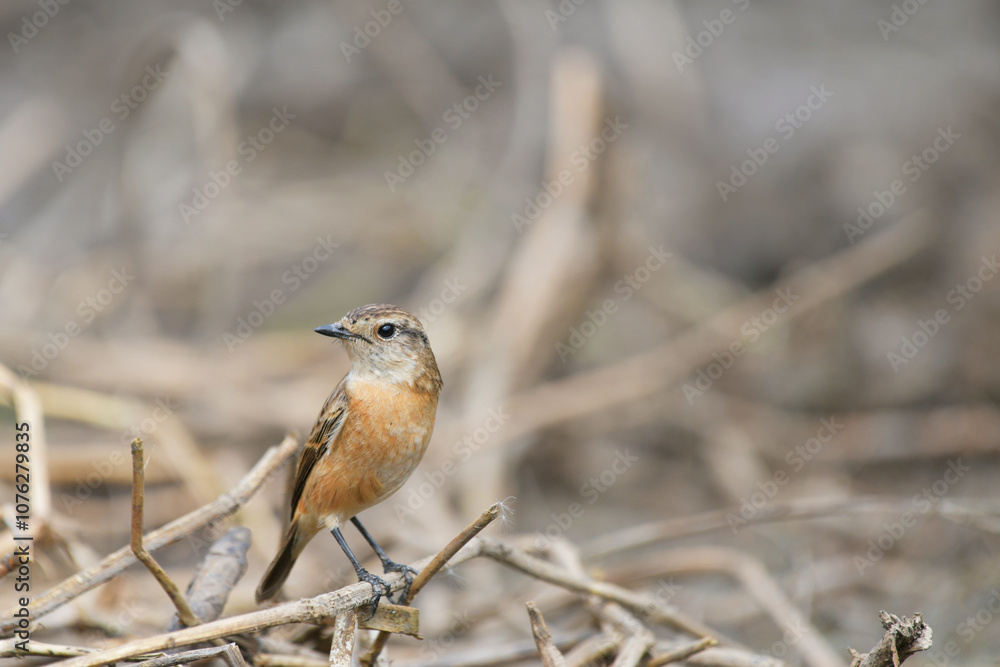 Eastern Stonechat female birdwatching in the forest. Eastern Stonechat female birdwatching in the forest.